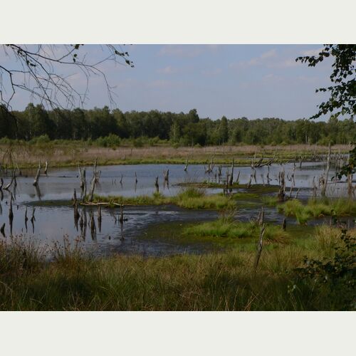 Spezialisierte Arten, stabiler Wasserhaushalt, meterdicke Torfschichten - Moore sind spannende Untersuchungsobjekte